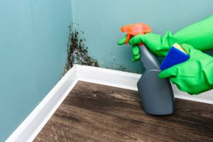 Spray bottle and sponge near black mould wall